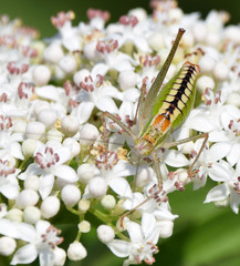 Poecilimon macedonicus