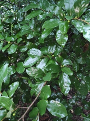 Lindera glauca