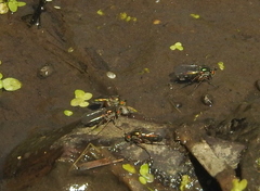 Poecilobothrus nobilitatus