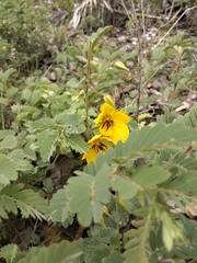 Chamaecrista lineata keyensis