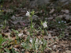 Misopates calycinum