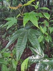 Acer elegantulum