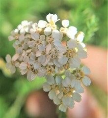 Achillea nobilis