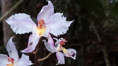Oncidium alexandrae