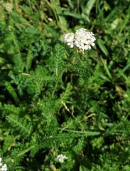 Achillea nobilis