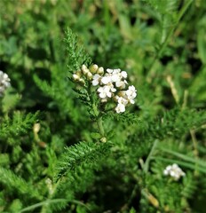 Achillea nobilis