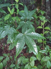 Acer elegantulum