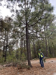 Pinus durangensis