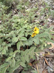 Chamaecrista lineata keyensis