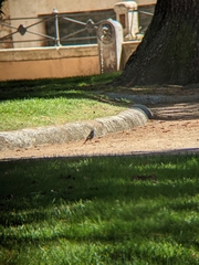 Phoenicurus ochruros