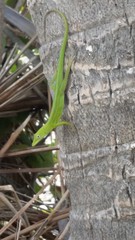 Anolis