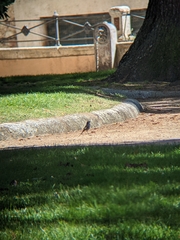 Phoenicurus ochruros