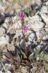 Primula pauciflora shoshonensis