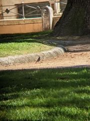 Phoenicurus ochruros