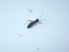 Pithanus maerkelii