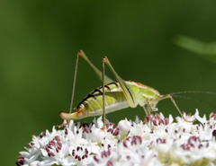 Poecilimon macedonicus