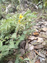 Chamaecrista lineata keyensis