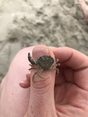 Rhithropanopeus harrisii