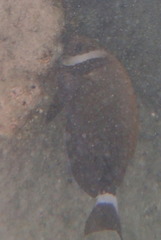 Acanthurus leucopareius