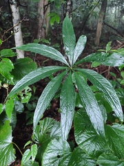 Arisaema erubescens