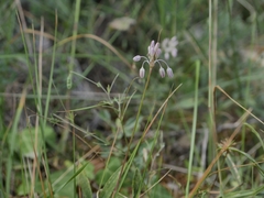 Allium paniculatum