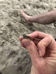 Rhithropanopeus harrisii