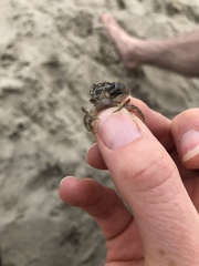 Rhithropanopeus harrisii