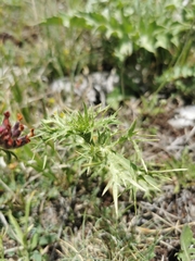 Eryngium amethystinum