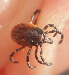 Hyalomma aegyptium