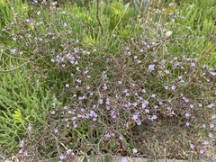 Limonium planesiae