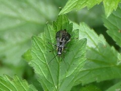 Cantharis paradoxa