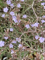 Limonium planesiae