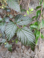 Rubus innominatus