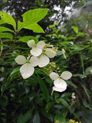Hydrangea chinensis