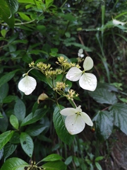 Hydrangea chinensis
