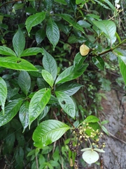 Hydrangea chinensis