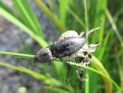 Paraphotistus impressus