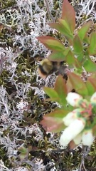 Bombus frigidus