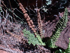 Cheilanthes eckloniana