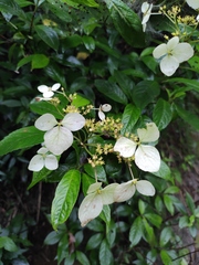 Hydrangea chinensis