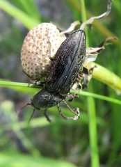 Paraphotistus impressus