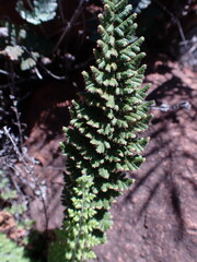 Cheilanthes eckloniana