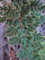 Cheilanthes eckloniana