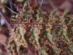 Cheilanthes eckloniana