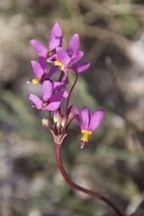 Primula pauciflora shoshonensis