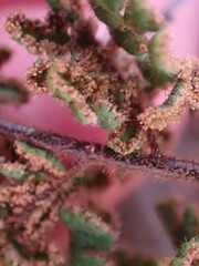 Cheilanthes eckloniana