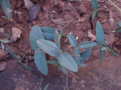 Rhynchosia totta
