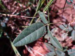 Rhynchosia totta