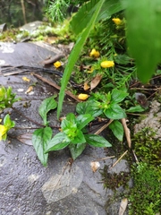 Lysimachia congestiflora
