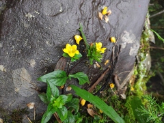 Lysimachia congestiflora